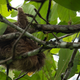 A wild sloth sleeping